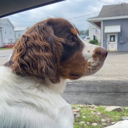 Copper - English Springer Spaniel