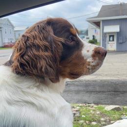 Copper - English Springer Spaniel