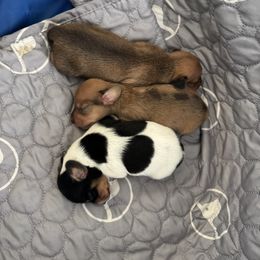 Dachshund Puppies from Sarah’s Dachshies