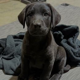 Orange Collar - Black male Labrador Retriever puppy in Summit, South Carolina from Southern Pine Labradors