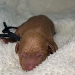 Peter - Red  male Goldendoodle puppy in Camden, North Carolina from Oopsie Doodles of NC