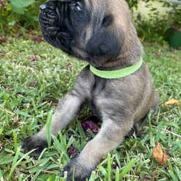 Mastiff Puppies from Treasure Coast Mastiffs