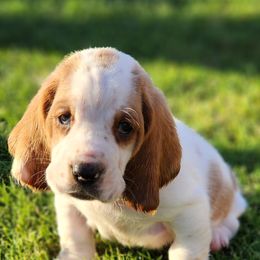 Basset Hound Puppies from Twin Creek Acres