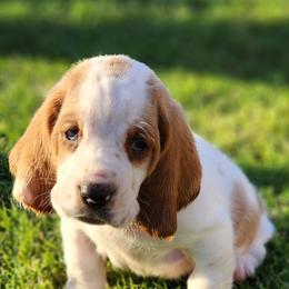 Basset Hound Puppies from Twin Creek Acres