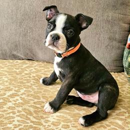 Boy 1 - Black and white male Boston Terrier puppy in Pahrump, Nevada from Lujan Ranch