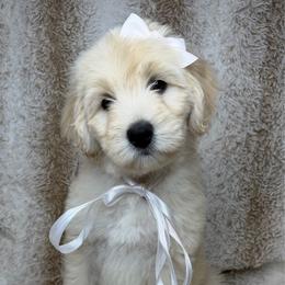 Halo - Cream female Australian Labradoodle puppy in Upland, California from Kings Labradoodles