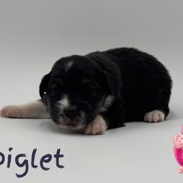 Boy 4 - Black tri male Miniature American Shepherd puppy in Tremonton, Utah from Azure Sky Minis