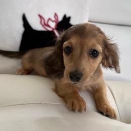 Puppy number two girl Natasha - Cream female Dachshund puppy in Spokane, Washington from Dearhaven Doxie