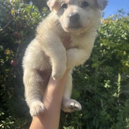 Dark Blue Collar - White male German Shepherd puppy in Sylvania, Ohio from Mitso Shepherds