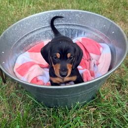 Boy 1 - Black and tan male Dachshund puppy in Crossville, Tennessee from Golden Mini Farm