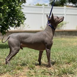 Oliver - American Hairless Terrier