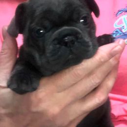 French Bulldog Puppies from Bourbon Trail Frenchies