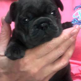 French Bulldog Puppies from Bourbon Trail Frenchies