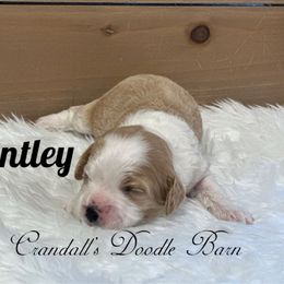 Bentley - Buff and white female Cockapoo puppy in Payson, Utah from Crandall’s Doodle Barn