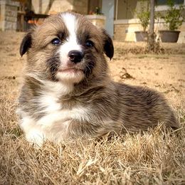 Pembroke Welsh Corgi Puppies from Diamond G Corgis