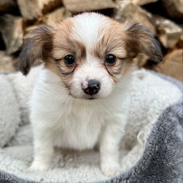 Mercy - Red female Papillon puppy in Young, Arizona from Papillons in Arizona