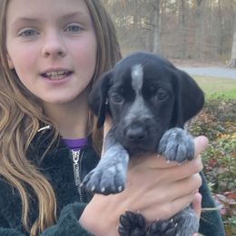German Shorthaired Pointer Puppies from Fishing Creek GSP