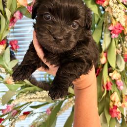 Girl 2 - Black and white female Shichon puppy in Seymour, Tennessee from Mel’s Teddy Bear Puppies