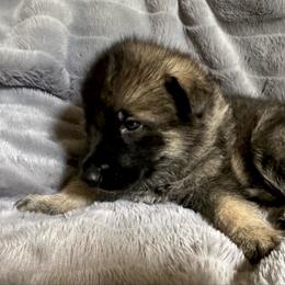 Jon Snow - Sable male German Shepherd puppy in Chino, California from BlueStone K9