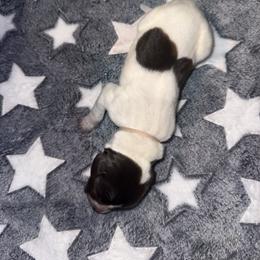 Pink - White and liver female German Shorthaired Pointer puppy in Macclenny, Florida from Steven & Melissa’s pointer