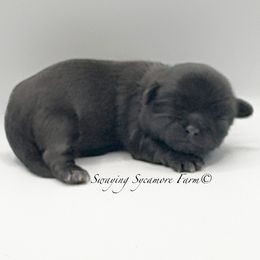 Black with White Male - Blue Collar - Black and white male Shih Tzu puppy in Crawfordsville, Indiana from Swaying Sycamore Farm