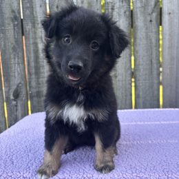 Miniature American Shepherd, Miniature Australian Shepherd, and Toy Australian Shepherd Puppies from Goading Glee Glade