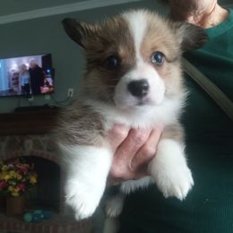 Pembroke Welsh Corgi Puppies from Jenny Barrett