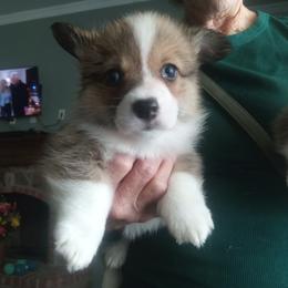 Pembroke Welsh Corgi Puppies from Jenny Barrett