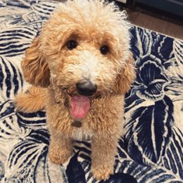 Shelby - Goldendoodle