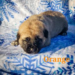 Anatolian Shepherd Dog and Australian Cattle Dog Puppies from 4D Cattle Dogs