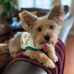 Yorkipoos and Yorkshire Terriers from Kei's Yorkie Paws