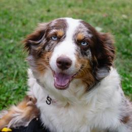 Piper - Miniature Australian Shepherd
