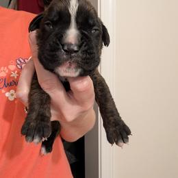 Brindle male - Brindle male Boxer puppy in Wellington, Ohio from Brinkhaven Boxers