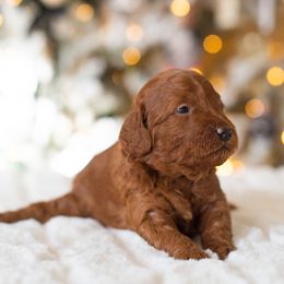 Poodle Puppies from Sweet Honey Moyen Poodles