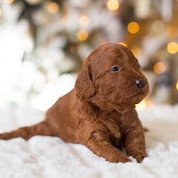 Poodle Puppies from Sweet Honey Moyen Poodles