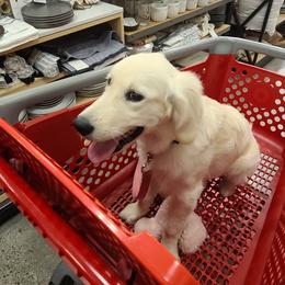 Golden Retriever Puppies from Southern Golden Retrievers