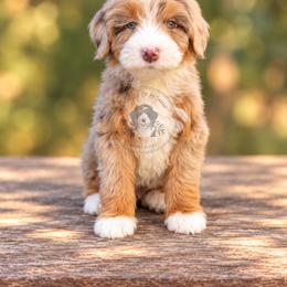Emmy - Tri-color female Bernedoodle puppy in Greenville, Texas from Doodles of Promise