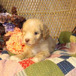 Apricot Male - Red male Aussiedoodle puppy in Belgreen, Alabama from Scott’s Farm Poodles and Doodles