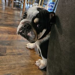 Bulldogs from Judd's Bulldogs