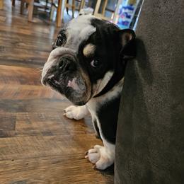 Bulldogs from Judd's Bulldogs
