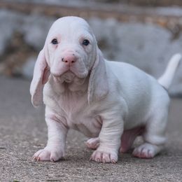 Basset Hound puppies from Jenna Kuegel