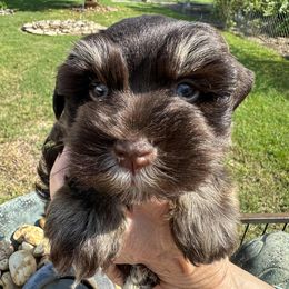 Ruger - Liver male Miniature Schnauzer puppy in Newton, Alabama from Grace’s Schnauzers Paradise USA