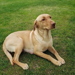 Anabell - Labrador Retriever