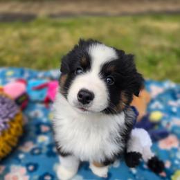 Boy 3 - male Miniature American Shepherd puppy in Kalama, Washington from Lone Pine Miniature American Shepherds