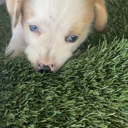 American Corgi and Pembroke Welsh Corgi Puppies from Swell Corgis