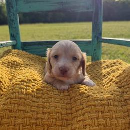 Lola - Cream female Dachshund puppy in New Albany, Mississippi from Double A. Doxies