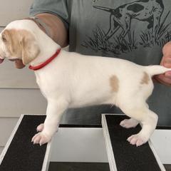 Red Collar Boy - Orange and white male Pointer puppy in Youngsville, North Carolina from Dogma Pointers & Bulldogs
