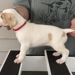 Red Collar Boy - Orange and white male Pointer puppy in Youngsville, North Carolina from Dogma Pointers & Bulldogs