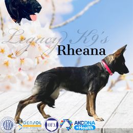 Rheana - German Shepherd