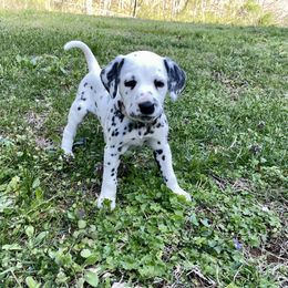 Special Needs Deaf - Dalmatian puppy in Pikeville, Kentucky from Blue Moon Dalmatians
